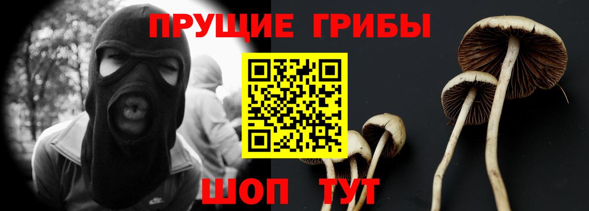 Шатура  Псилоцибиновые грибы Psilocybe  Вход с VPN 